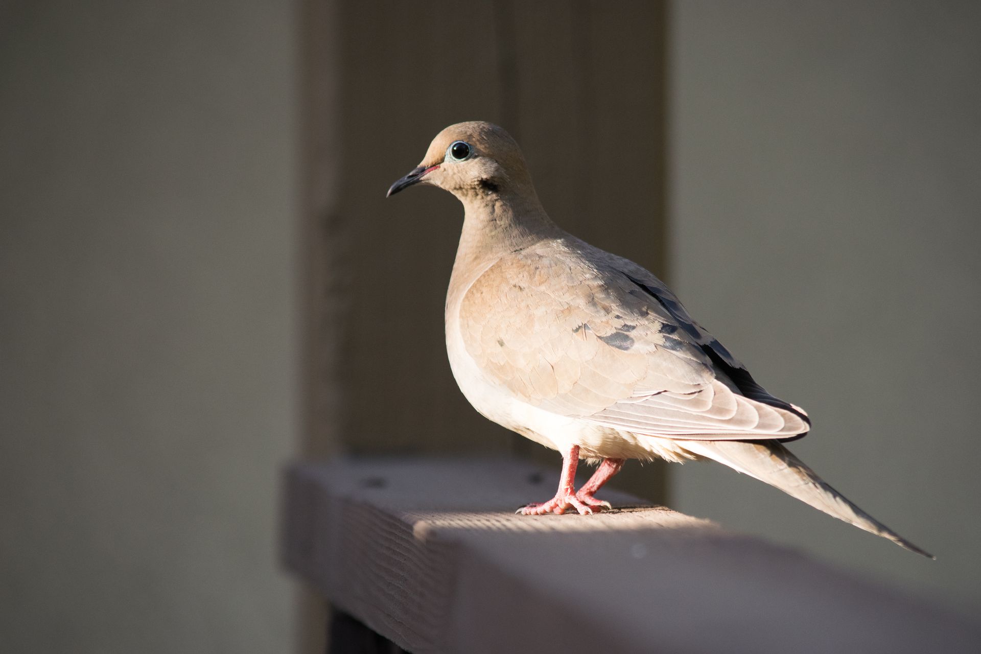 Mourning Dove in Ceres California
