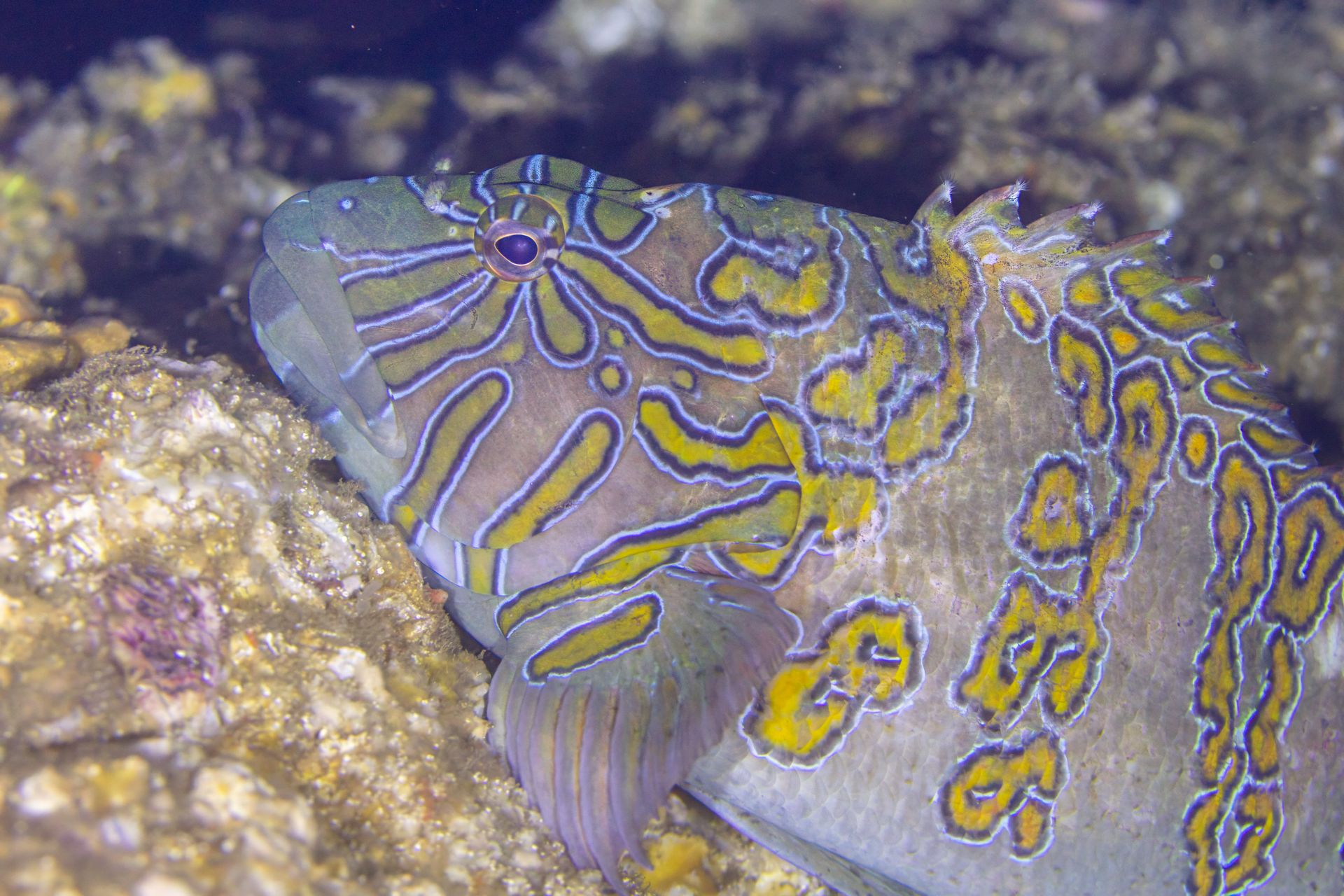 Mero chino (Cirrhitus rivulatus), Cabo San Lucas, Baja California, México,, DD
