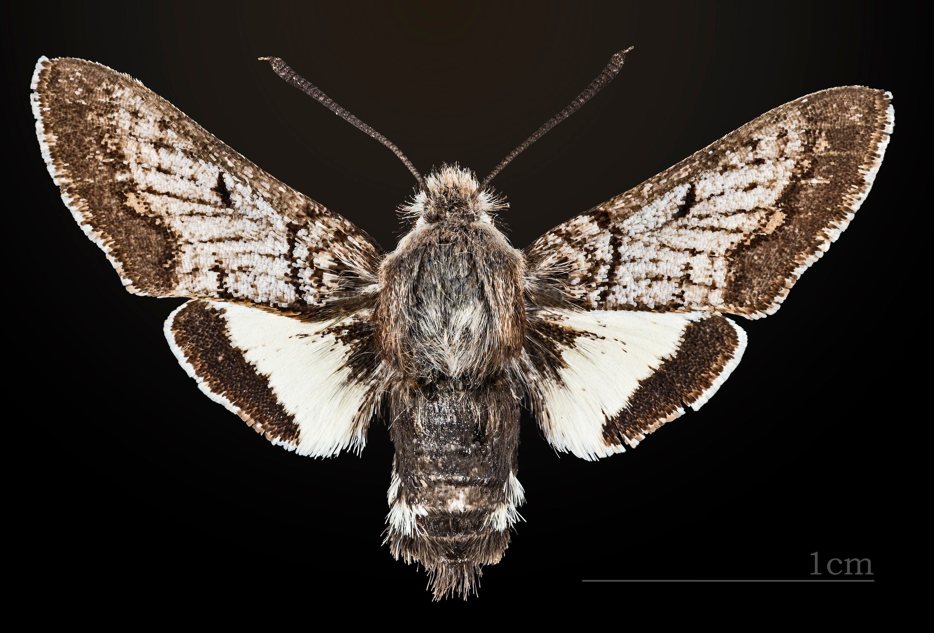 Euproserpinus phaeton MHT CUT 2010 0 11 Bautista Canyon Hemet California dorsal