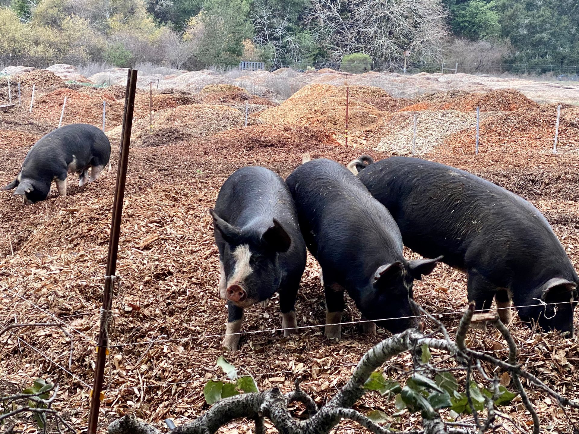 Berkshire pigs at a farm in Los Altos Hills, CA -