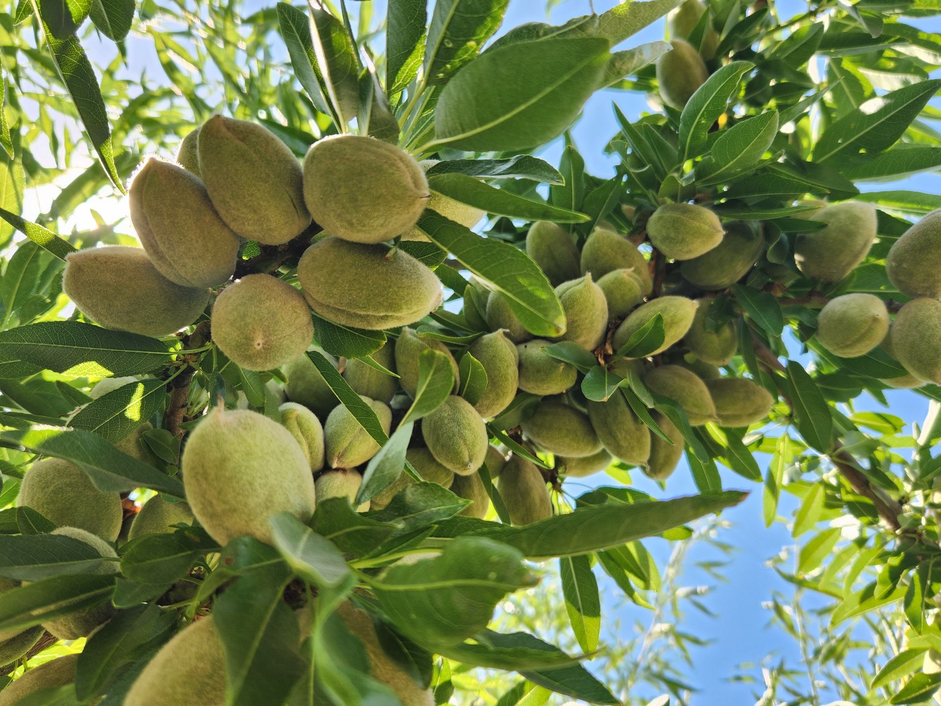 Almonds Growing with Carbonic Acid in Parlier