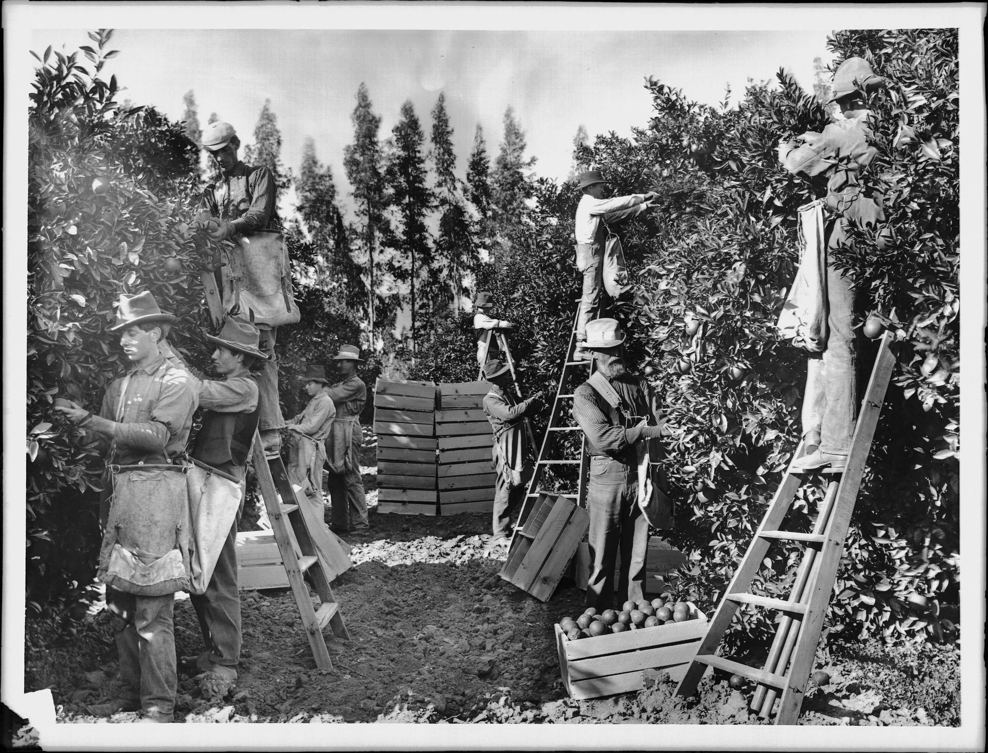 Group of fruit pickers picking oranges on Richards Ranch, north Pomona, California, 1905 (CHS-1662)
