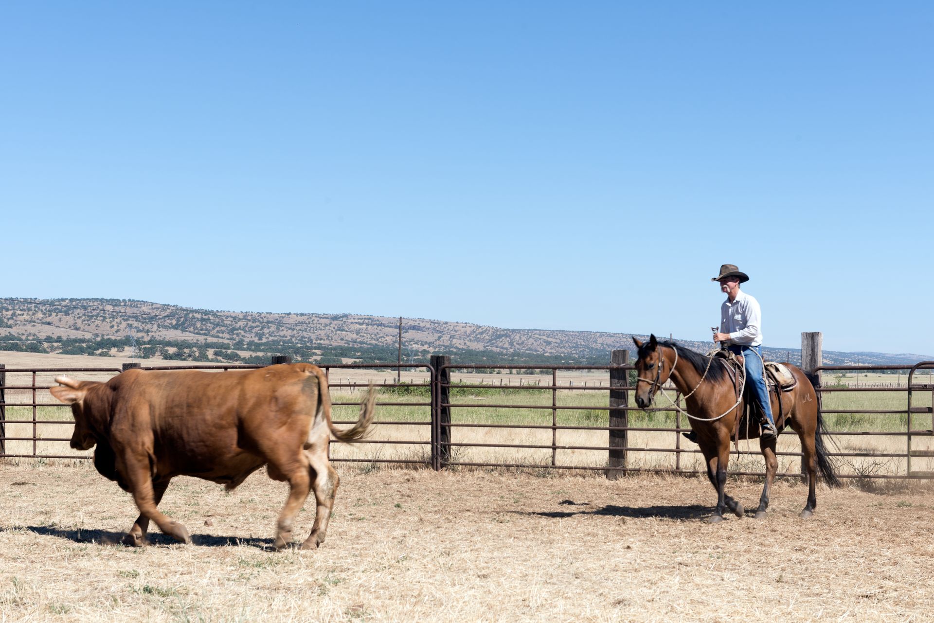 Dusty de Braga and his daughter Fallon are working cowpokes who drive cattle on Dye Creek Ranch near Red Bluff, California LCCN2013635024.tif