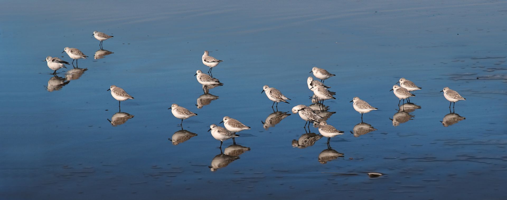 Calidris alba at Ocean Beach, San Francisco, California -