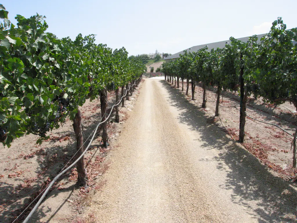 Temecula California vineyard